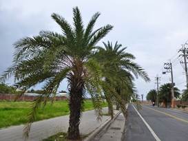 Description: G:\2018aprilB\photo\20180426\P1240412a.JPG