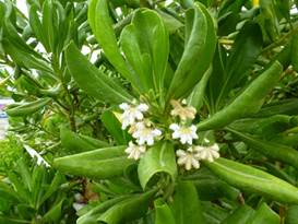 Description: G:\2018aprilB\photo\20180426\P1240441a.JPG