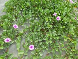 Description: G:\2018aprilB\photo\20180426\P1240439a.JPG