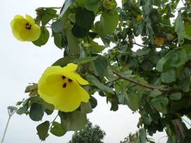 Description: G:\2018aprilB\photo\20180426\P1240414a.JPG