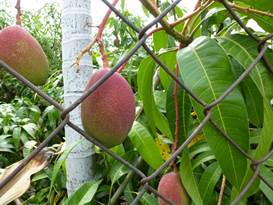 Description: G:\2018aprilB\photo\20180428\芒果\P1240474a.JPG