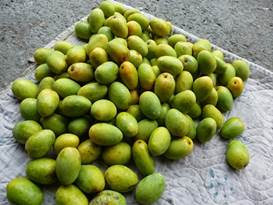 Description: G:\2018aprilB\photo\20180428\芒果\P1240473a.JPG