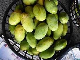 Description: G:\2018aprilB\photo\20180428\芒果\P1240467a.JPG