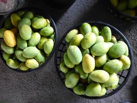 Description: G:\2018aprilB\photo\20180428\芒果\P1240468a.JPG